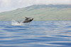 Hawaii, Maui, Humpback Whale Breaching With Island In The Background. PosterPrint - Item # VARDPI1976029