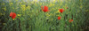 http://c328301.r1.cf1.rackcdn.com/PPI115625S.jpg