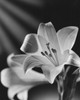 Easter Lily Poster Print - Item # VARSAL25532779