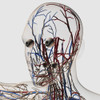 Medical illustration of head arteries, veins and lymphatic system, front view Poster Print - Item # VARPSTSTK700276H
