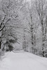 A snow covered road lined with leafless trees in winter; Brome Lake, Quebec, Canada PosterPrint - Item # VARDPI12271008