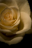 White Rose PosterPrint - Item # VARDPI1788713