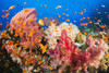 Fiji, Alconarian And Gorgonian Coral With Schooling Anthias. PosterPrint - Item # VARDPI2326006