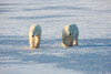 Polar Bears walking in snow, Churchill Wildlife Management Area, Churchill, Manitoba, Canada Poster Print - Item # VARPPI169105