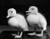 Two fluffy ducklings Poster Print - Item # VARSAL25529776