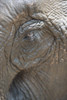 Elephant eye; Chiang Mai, Thailand PosterPrint - Item # VARDPI2384162
