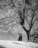 Couple standing in snow covered field Poster Print - Item # VARSAL25538834