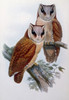 Bay Owl by John Gould  Poster Print - Item # VARSAL900139679