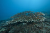 Stony corals, Beqa Lagoon, Fiji Poster Print - Item # VARPSTTMO400557U