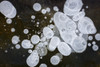 Ice Bubbles Formed In Clear Ice At Potter Marsh, Southcentral Alaska PosterPrint - Item # VARDPI2154002