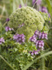 Close Up View Of Whorled Lousewort Flowers, Summer, St. Paul Island, Southwest Alaska PosterPrint - Item # VARDPI2093661
