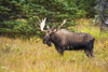 Large bull moose in rut emerges from a stand of trees at Powerline Pass in the Chugach State Park, near Anchorage, Southcentral Alaska PosterPrint - Item # VARDPI12256388