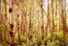 Tree Trunks PosterPrint - Item # VARDPI1796774