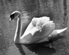 Swan swimming on water Poster Print - Item # VARSAL25531078