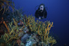 Scuba diver swimming underwater amongst sea sponges, Bonaire, Caribbean Netherlands Poster Print - Item # VARPSTTMO400079U
