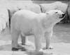 Polar Bear Poster Print - Item # VARSAL255420375