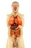 Anatomy of human body showing whole organs, front view Poster Print - Item # VARPSTSTK700165H