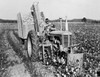 Farmer using a combine in a cotton field Poster Print - Item # VARSAL25530477