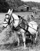 Horse standing in a field with three people planting tobacco in the background Poster Print - Item # VARSAL25530450