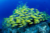 Hawaii, Schooling Bluestripe Snapper (Lutjanus Kasmira) Coral Reef C1929 PosterPrint - Item # VARDPI1999556