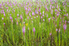 Close-up of Prairie Blazingstar flowers blooming in prairie, Marion County, Illinois, USA Poster Print - Item # VARPPI169239