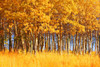 Trees In Autumn PosterPrint - Item # VARDPI1764054