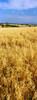 http://c328301.r1.cf1.rackcdn.com/PPI135844L.jpg