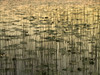 Lilies On Deadman Lake @ Sunset Tetlin Nwr Sc Ak Summer PosterPrint - Item # VARDPI2154508