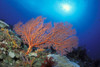 Papua New Guinea, Milne Bay, Orange Sea Fan (Order Gorgonacea) With Sunburst PosterPrint - Item # VARDPI1990367