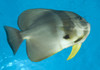 Longfin spadefish, Fathers reef, Kimbe Bay, Papua New Guinea Poster Print - Item # VARPSTSJN400206U