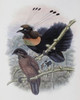 Lawe's Bird Of Paradise John Gould Poster Print - Item # VARSAL900140757