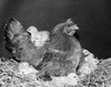 Hen with its chicks Poster Print - Item # VARSAL25529767 Hen with its chicks Poster Print - Item # VARSAL25529767