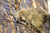 North American Porcupine In A Tree PosterPrint - Item # VARDPI1800678