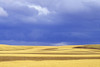 Wheat Fields Near Hermiston, Oregon, Usa PosterPrint - Item # VARDPI1840218