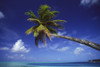 French Polynesia, Bora Bora, Palm Tree Hanging Over Turquoise Ocean. PosterPrint - Item # VARDPI1980449
