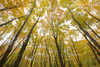 Fall Foliage On The Trees; Thunder Bay, Ontario, Canada PosterPrint - Item # VARDPI2068768