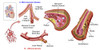 Blood vessel anatomy Poster Print - Item # VARPSTSTK700198H