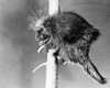 Porcupine perching on a branch Poster Print - Item # VARSAL25530909