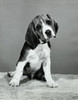 Beagle Poster Print - Item # VARSAL25535883