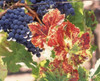 Cabernet sauvignon grapes in vineyard  Wine Country  California  USA Poster Print by Panoramic Images (36 x 30) - Item # PPI148423