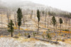 Sawback Burn, On Bow Valley Parkway. Fire Intentionally Set In 1993, In Effort To Renew Forest And Wildlife Habitat. Banff National Park, Alberta PosterPrint - Item # VARDPI2031532