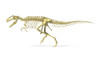 3D rendering of a Giganotosaurus dinosaur skeleton, side view Poster Print - Item # VARPSTVET600026P