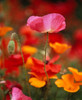 Iceland Poppies  Fidalgo Island  Washington State Poster Print by Panoramic Images (12 x 15) - Item # PPI99492