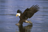 Alaska, Bald Eagle (Haliaeetus Leucocephalus) Hunting Herring At Surface PosterPrint - Item # VARDPI1990757