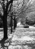 Treelined road Poster Print - Item # VARSAL255418198
