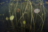 Young lily pads grow to the surface along the edge of a freshwater lake Poster Print - Item # VARPSTETH400825U