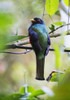 Masked trogon (Trogon personatus) in the cloud-forest, Mindo, Pichincha, Ecuador PosterPrint - Item # VARDPI12272912