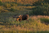 http://c328301.r1.cf1.rackcdn.com/DPI2174913LARGE.jpg