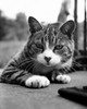 Cat lying down Poster Print