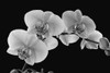Orchids on a black background; WAterloo, Quebec, Canada PosterPrint - Item # VARDPI2333754
